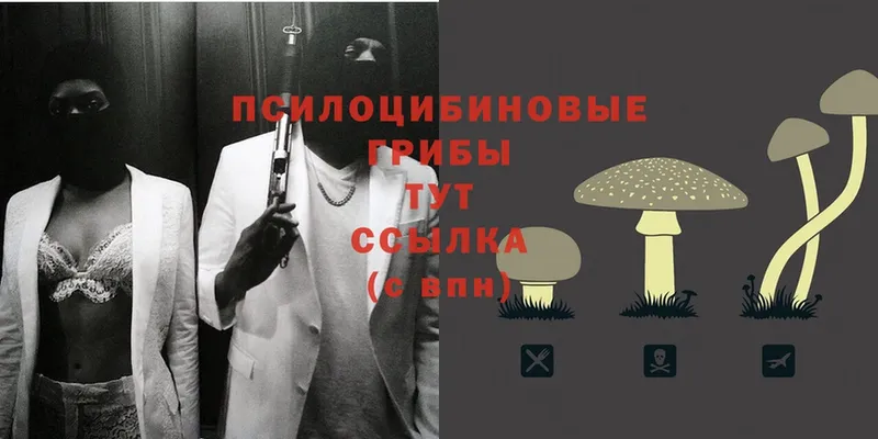 OMG ссылки  наркошоп  Новотроицк  Псилоцибиновые грибы Cubensis 